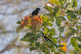 Erythrina fusca Lour. resmi