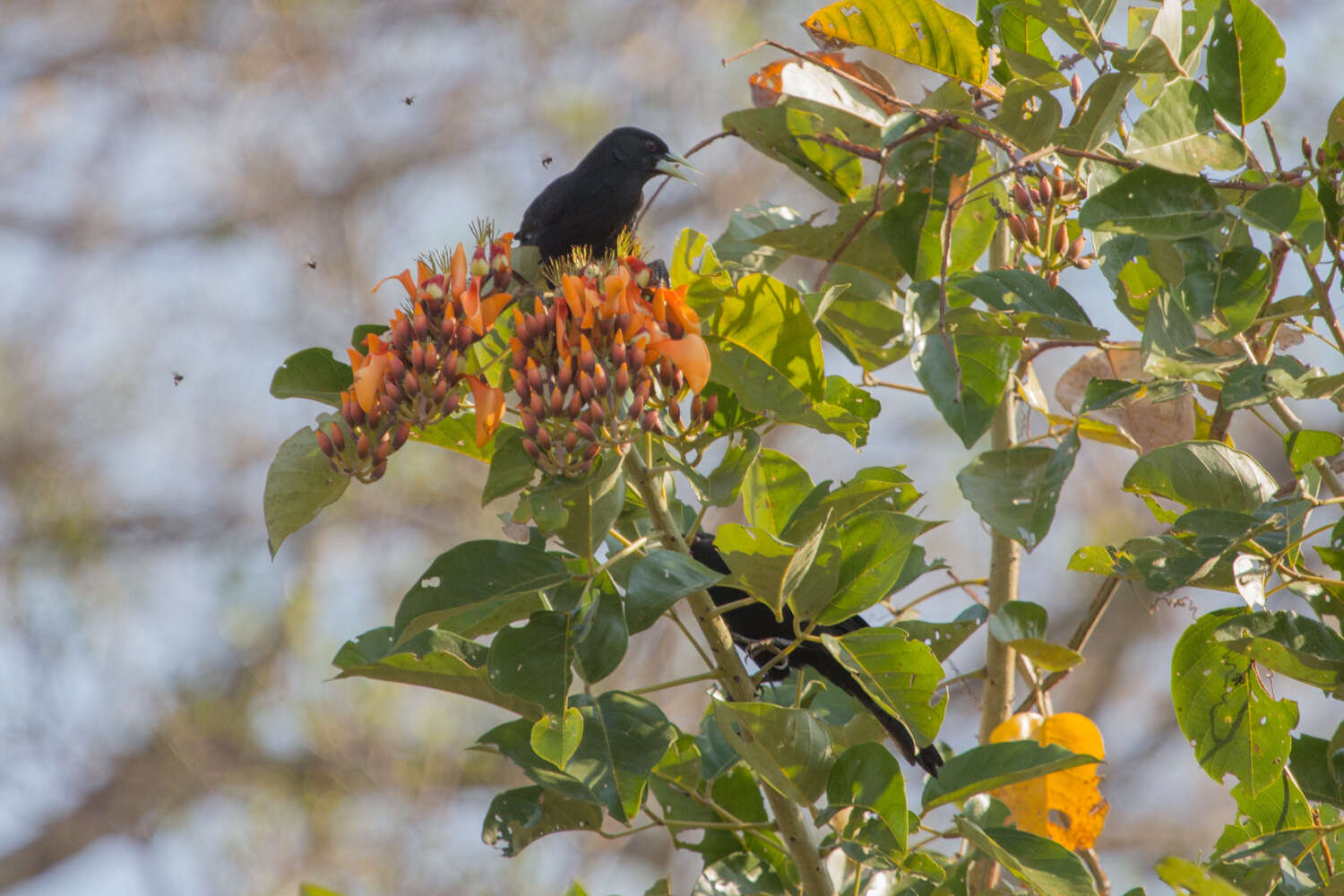 Erythrina fusca Lour. resmi