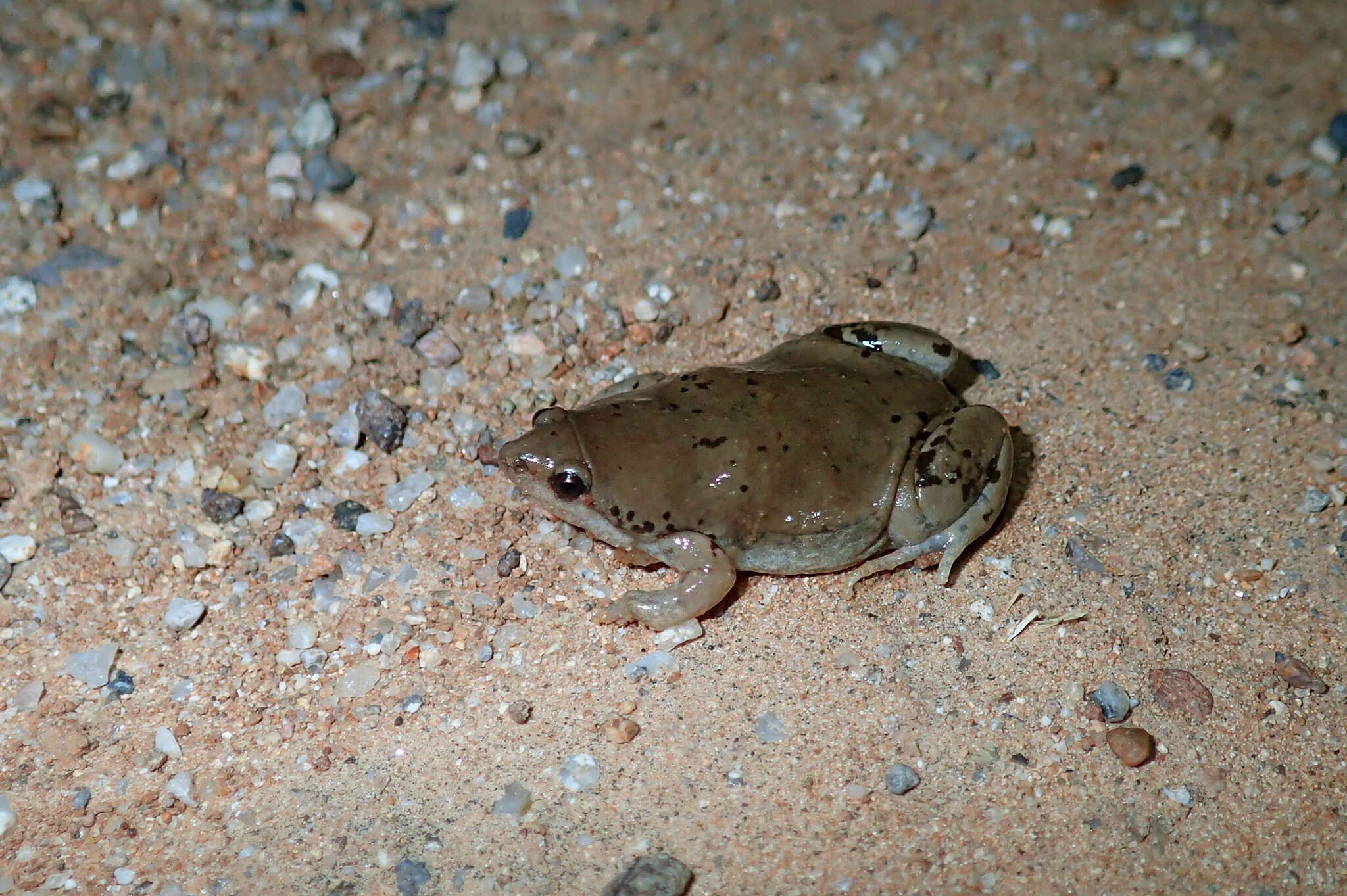 صورة Gastrophryne mazatlanensis (Taylor 1943)