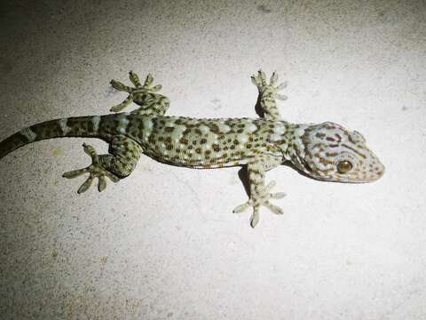 Image of Gekko reevesii (Gray 1831)