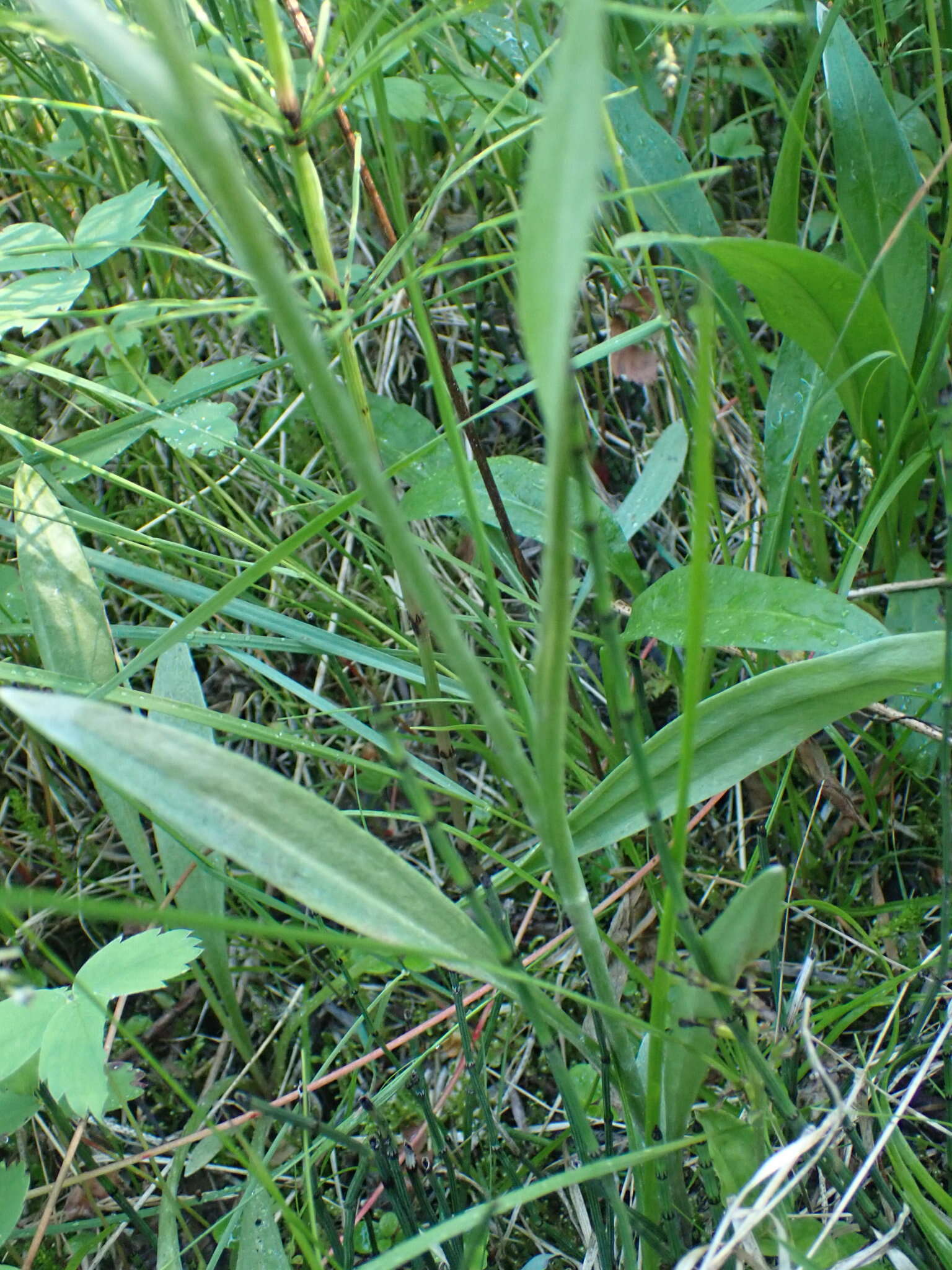 Plancia ëd Antennaria pulcherrima (Hook.) Greene