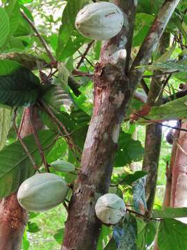 Imagem de Theobroma cacao L.