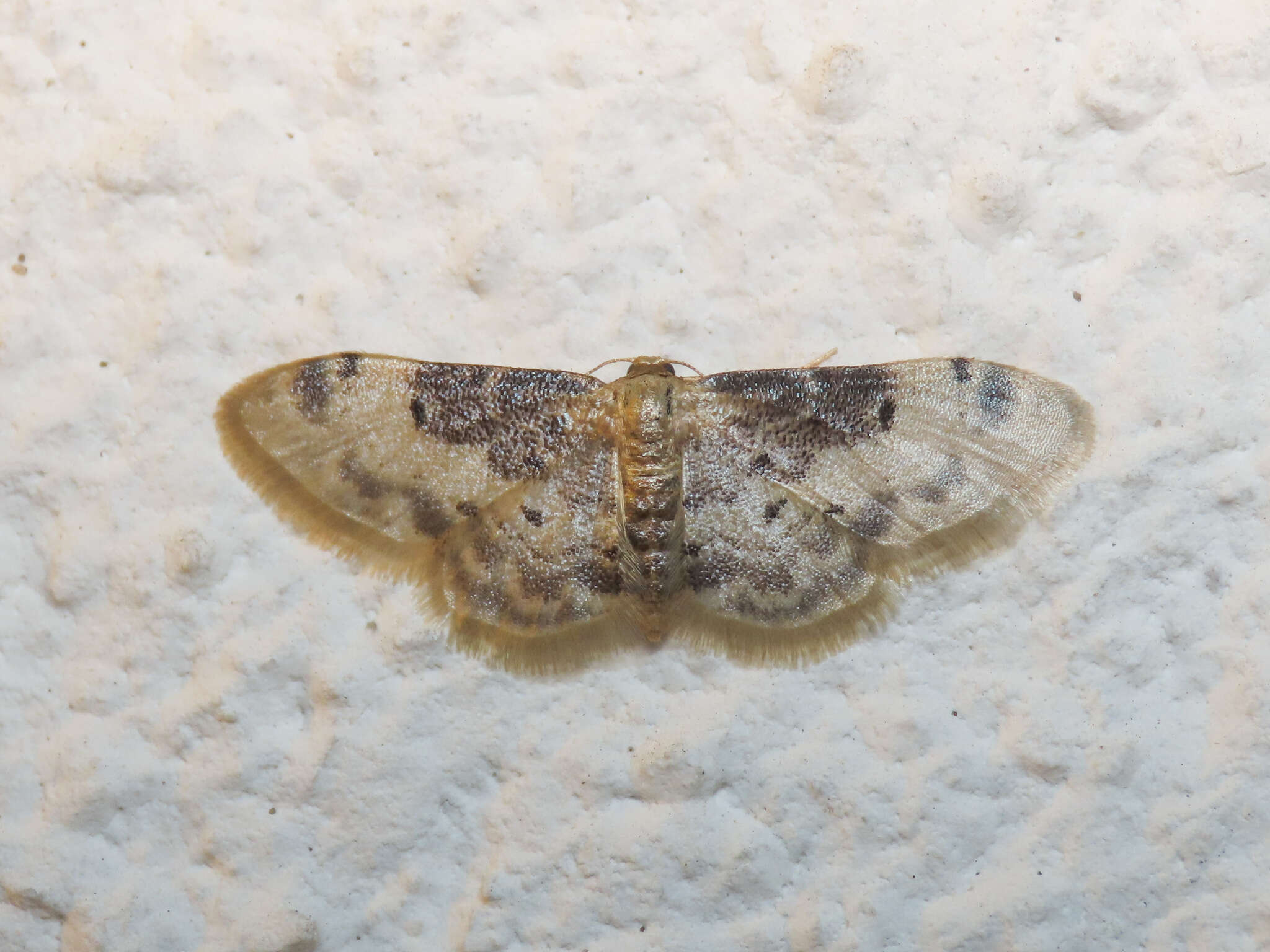 Image of Idaea filicata Hübner 1798