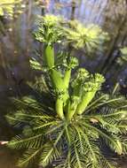 Image of American featherfoil