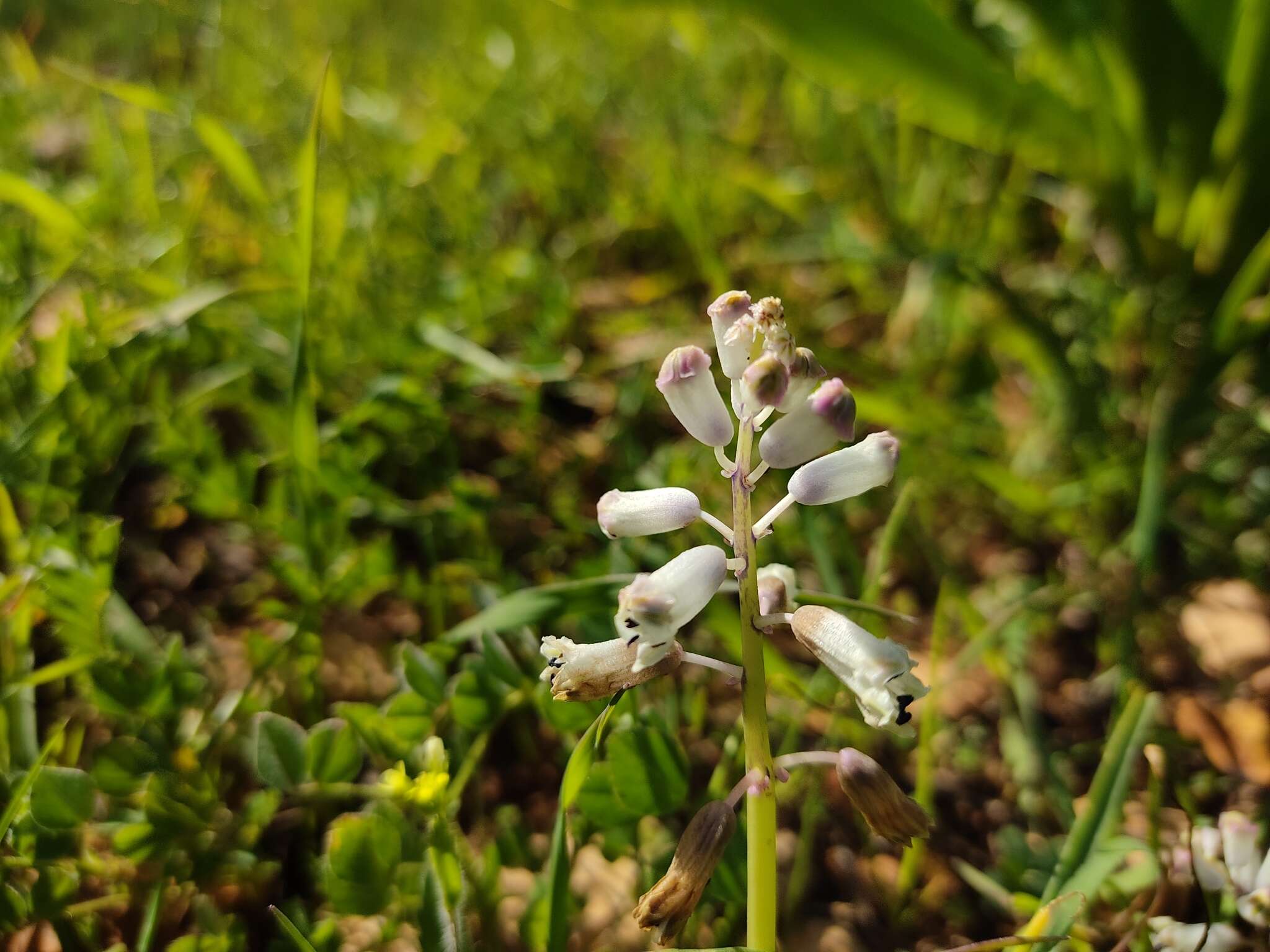 Image of Common Roman Squill