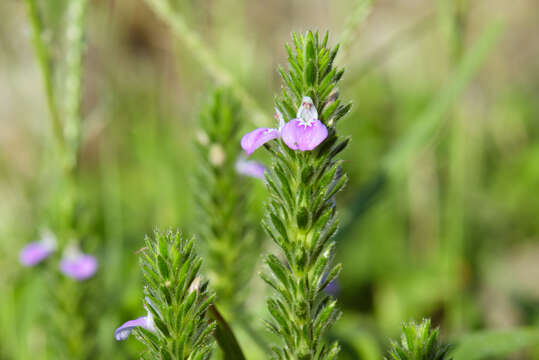 Image of Justicia procumbens var. hirsuta Yamam.