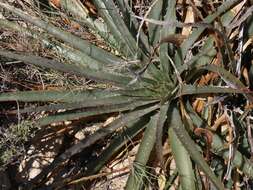 Image de Puya boliviensis Baker