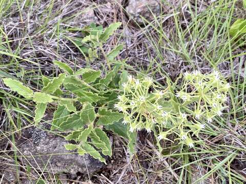 Image of Oxypetalum crispum Wight ex Hook.