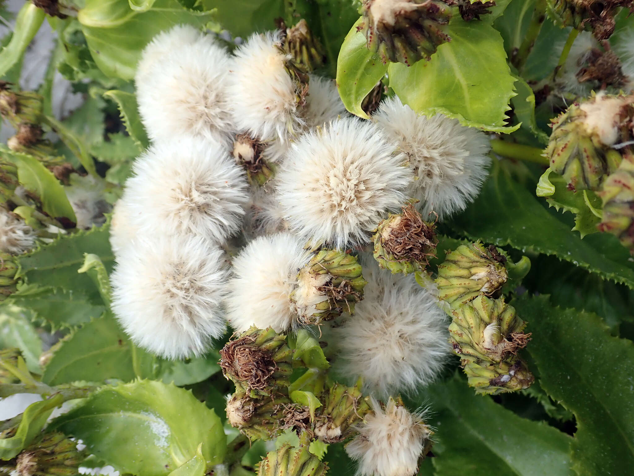 Image of Sonchus grandifolius T. Kirk