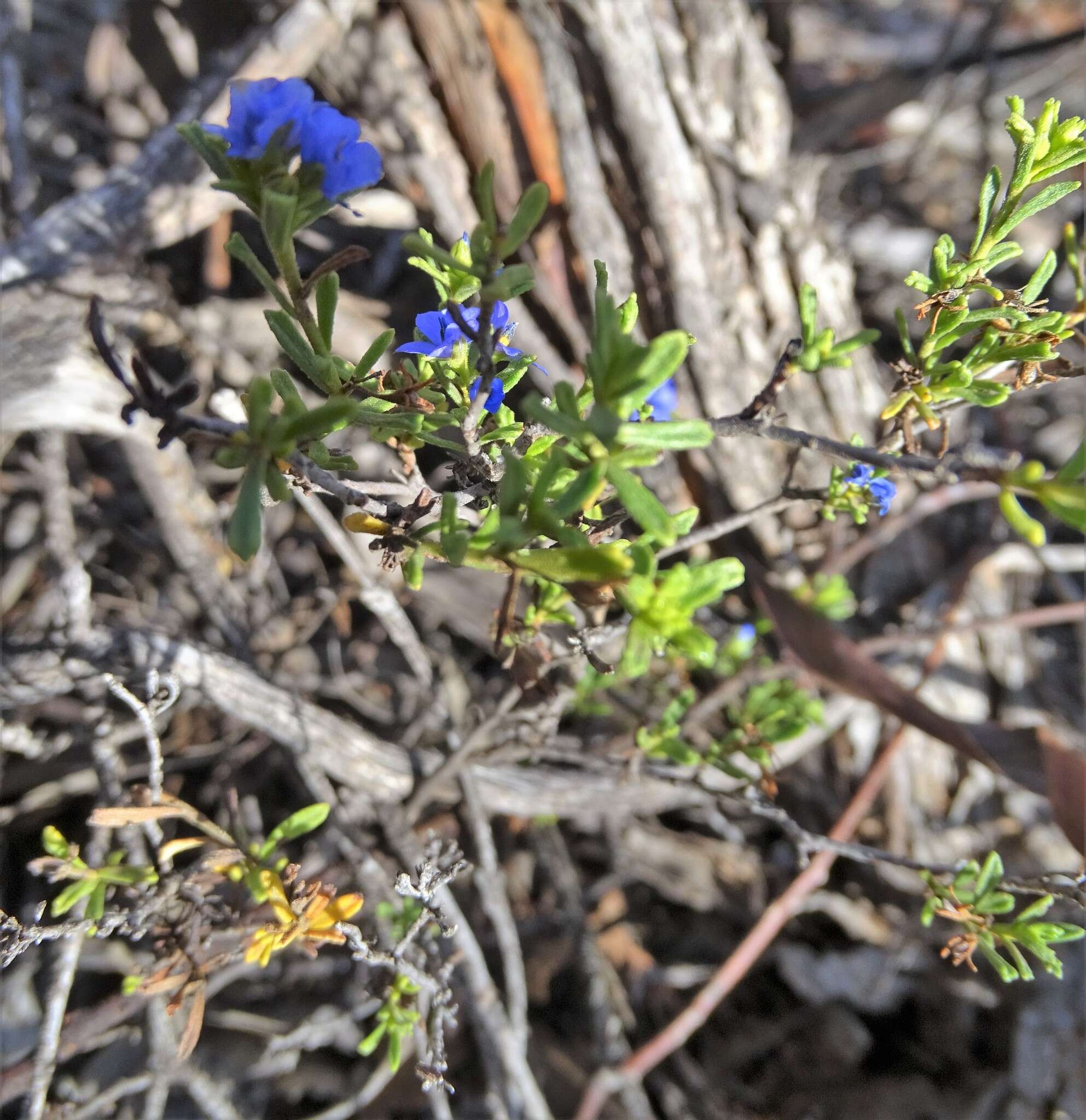 Plancia ëd Halgania cyanea Lindley