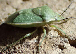 Image of Uhler's Stink Bug