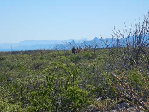 Image of Ferocactus diguetii (F. A. C. Weber) Britton & Rose