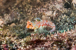 Image of Moyer&#39;s dragonet