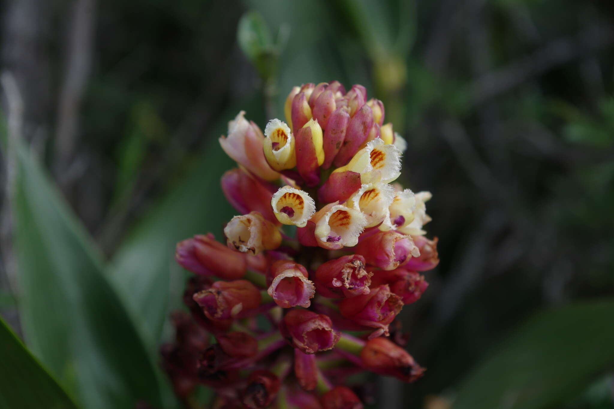 Imagem de Elleanthus arpophyllostachys (Rchb. fil.) Rchb. fil.