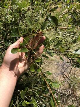 Image of island mountain mahogany