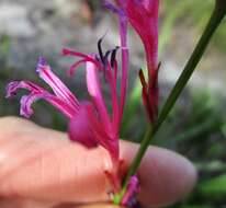 Image of Tritoniopsis ramosa var. ramosa