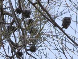 Image of Allocasuarina fraseriana (Miq.) L. A. S. Johnson