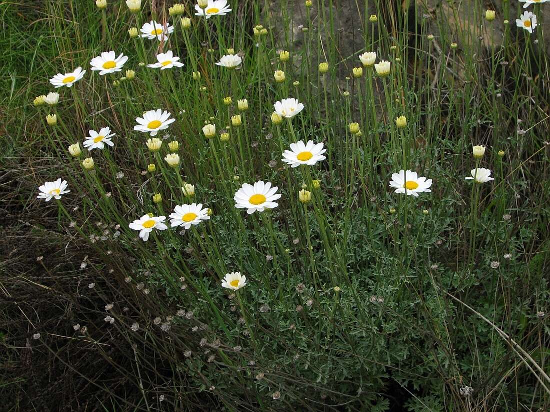 Sivun Tanacetum cinerariifolium (Trev.) Sch. Bip. kuva