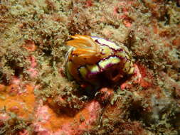 Image of Hypselodoris cerisae Gosliner & R. F. Johnson 2018