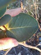 Image of Eugenia bimarginata DC.