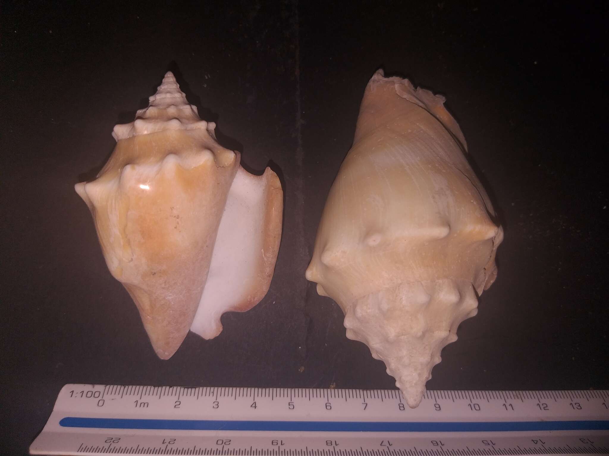 Image of Eastern Pacific fighting conch