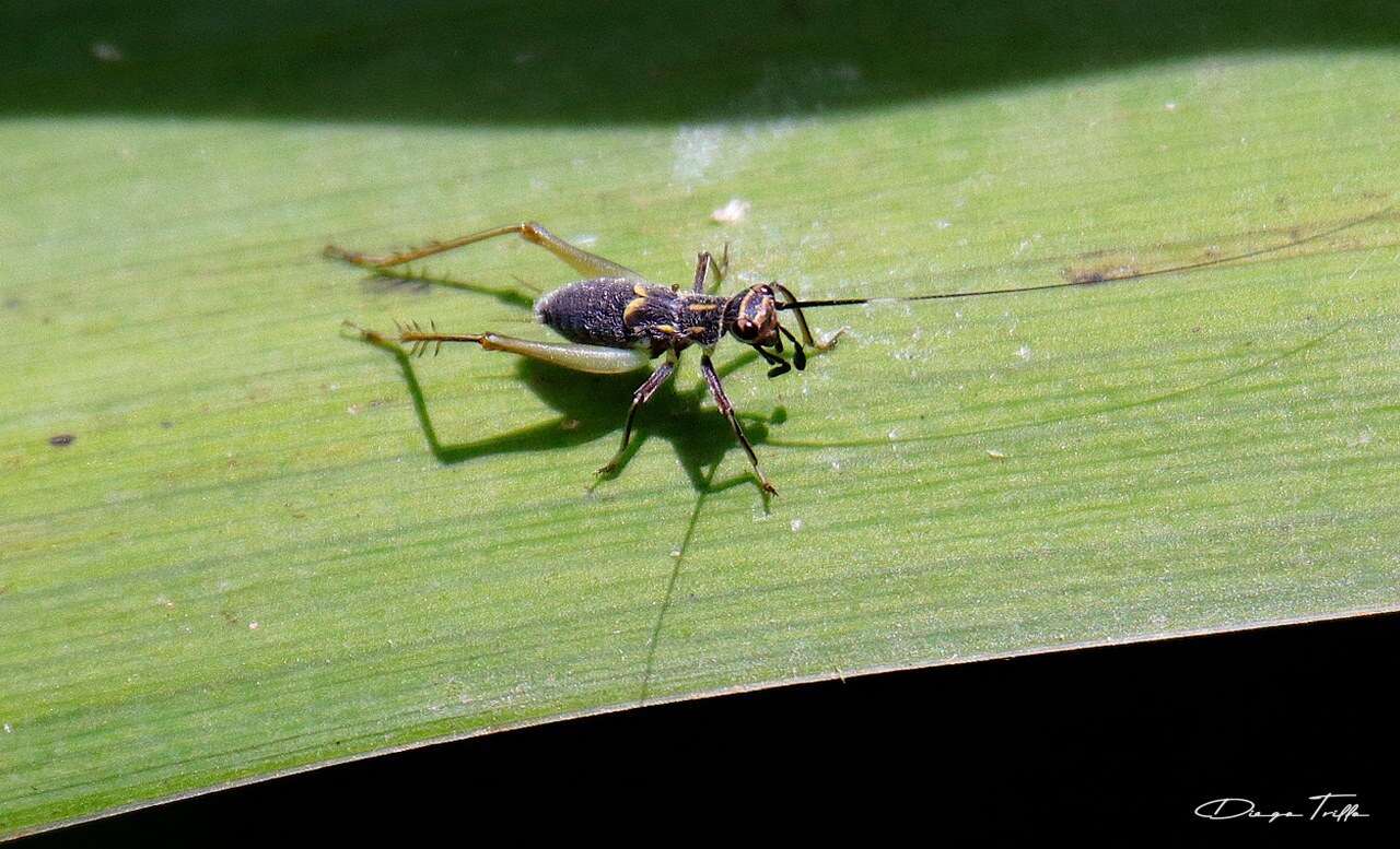 Слика од Phylloscyrtus amoenus Burmeister & H. 1880