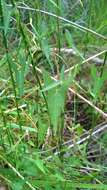 Слика од Ipomoea sagittata Poir.