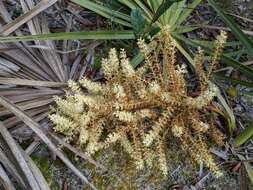 Image of scrub palmetto