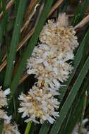 Sivun Lomandra leucocephala subsp. robusta A. T. Lee kuva