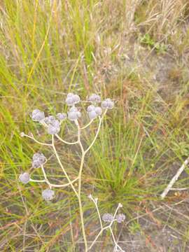 Image of Haemodorum tenuifolium A. Cunn. ex Benth.