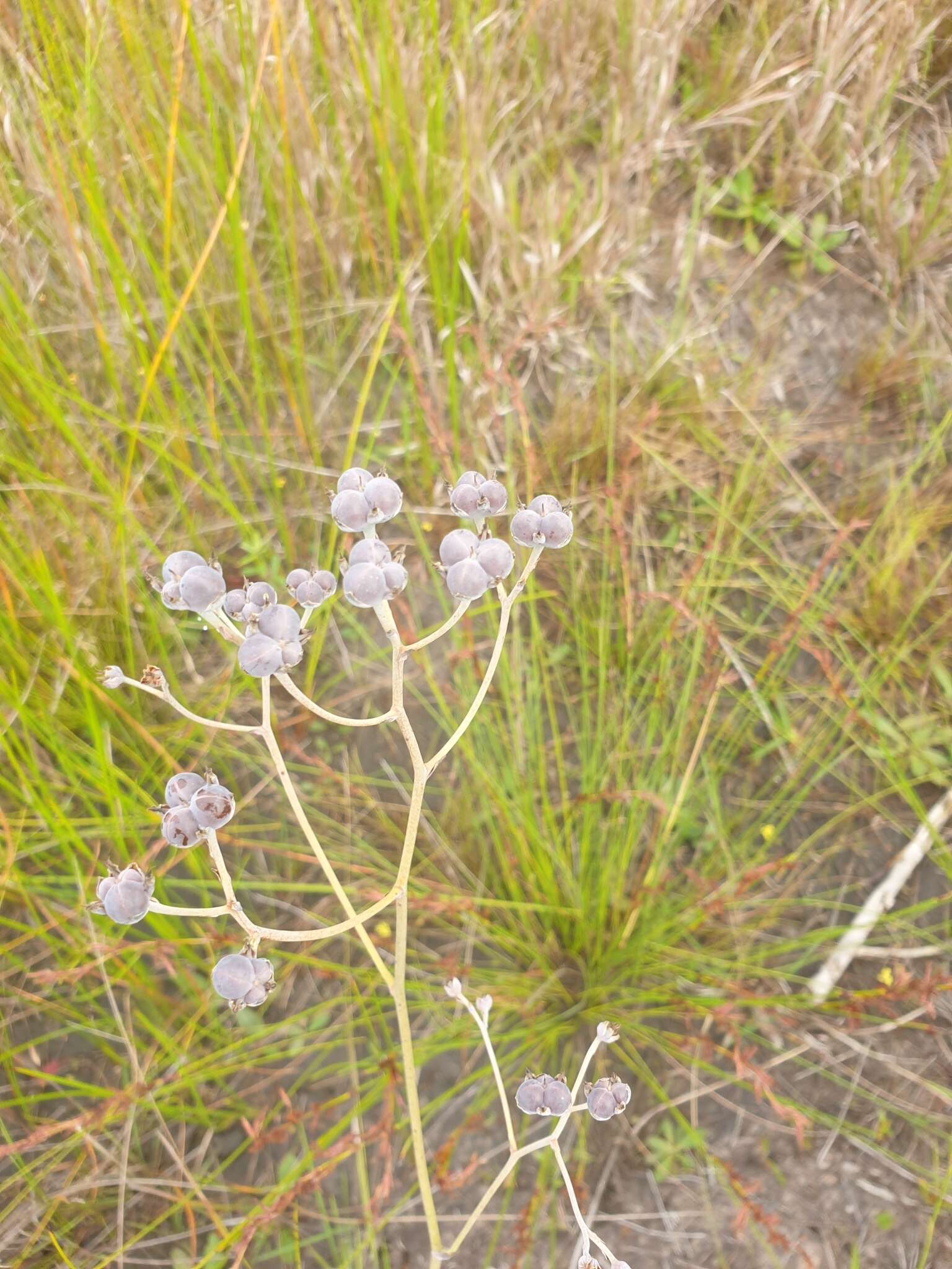 Image of Haemodorum tenuifolium A. Cunn. ex Benth.