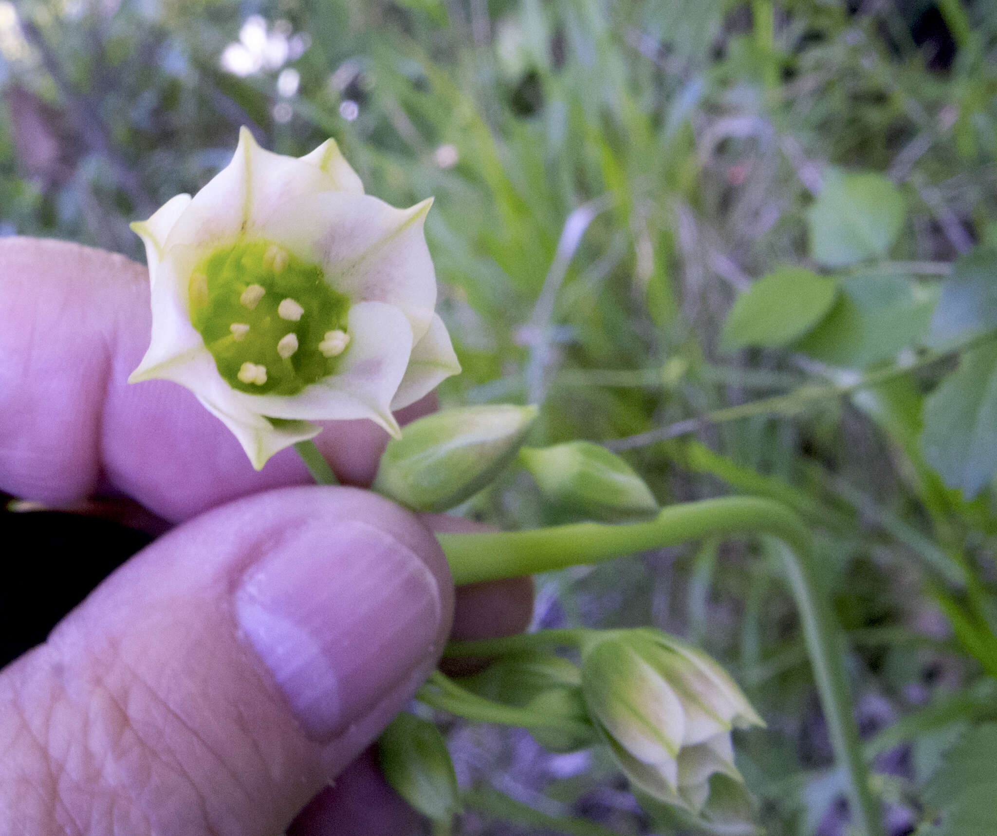 Image of Allium siculum subsp. dioscoridis (Sm.) K. Richt.