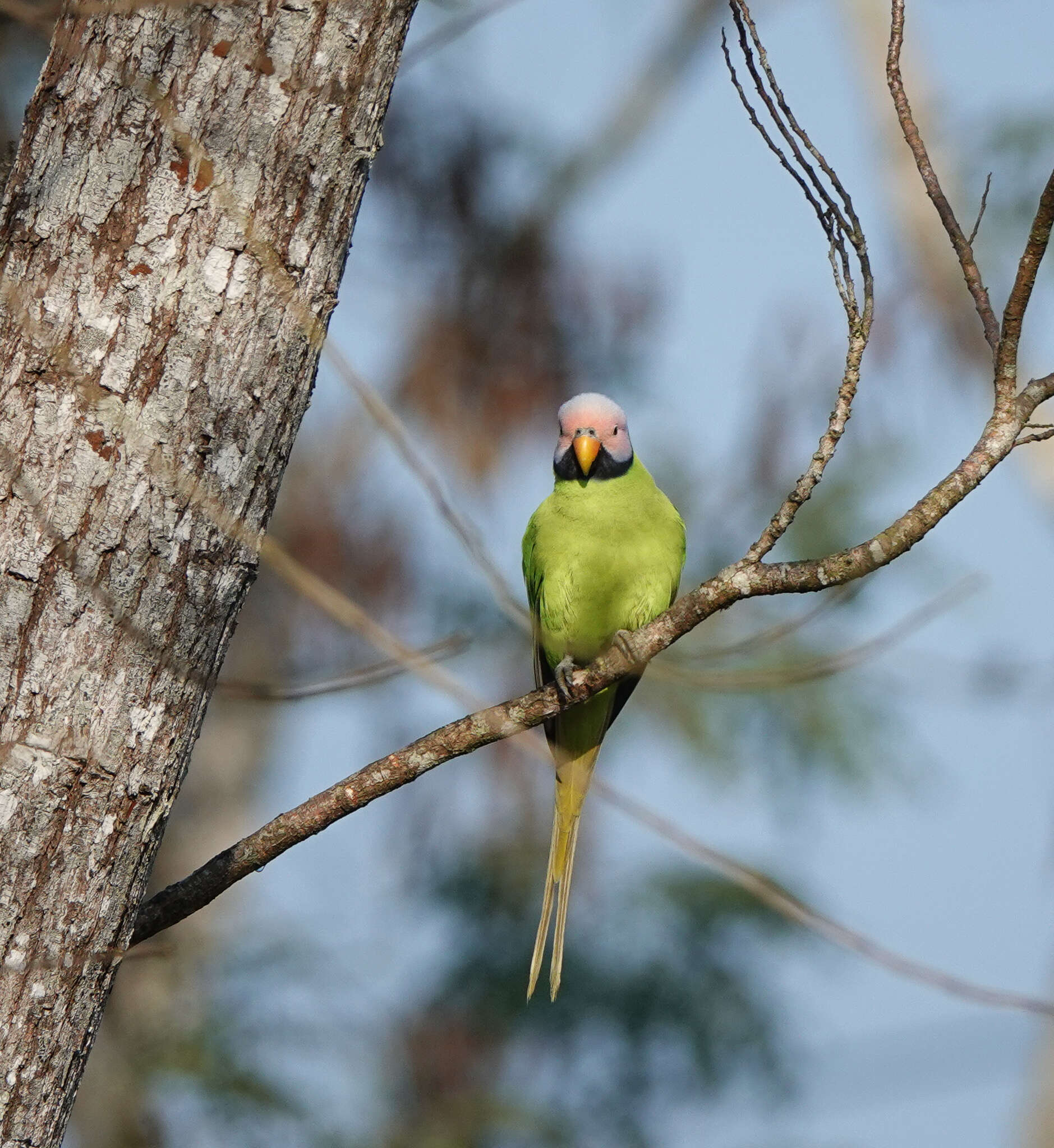 Image of Blossom-headed Parakeet