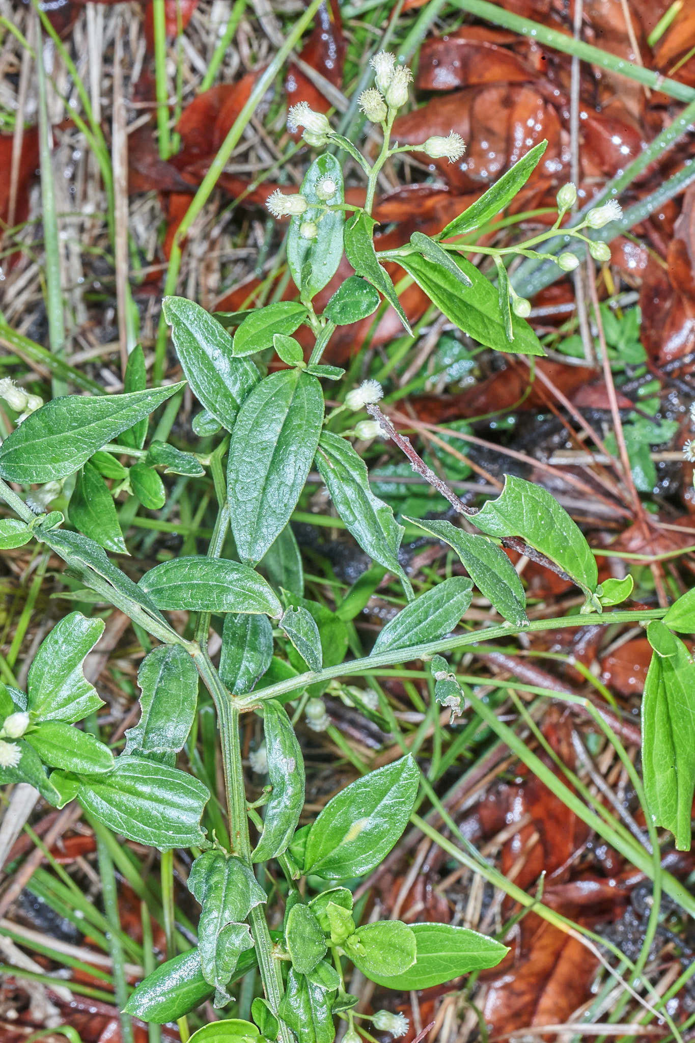 Image of Baccharis trinervis (Lam.) Pers.