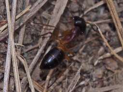 Plancia ëd Camponotus consobrinus (Erichson 1842)