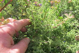 Imagem de Salvia dentata Aiton