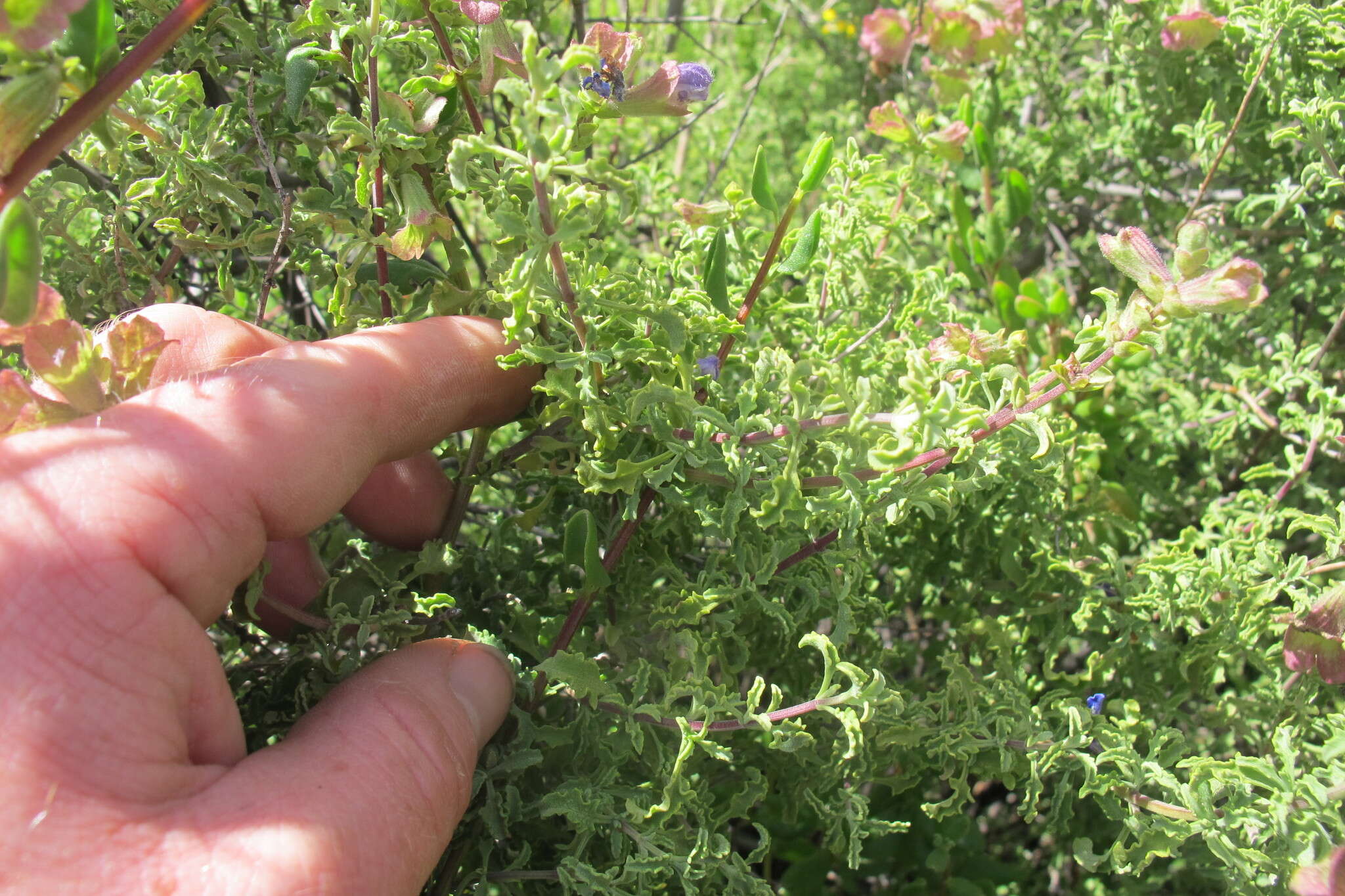 Imagem de Salvia dentata Aiton