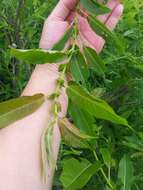 Image of Missouri River willow