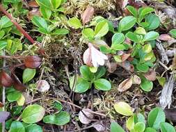 Image of Linnaea borealis var. longiflora Torr.