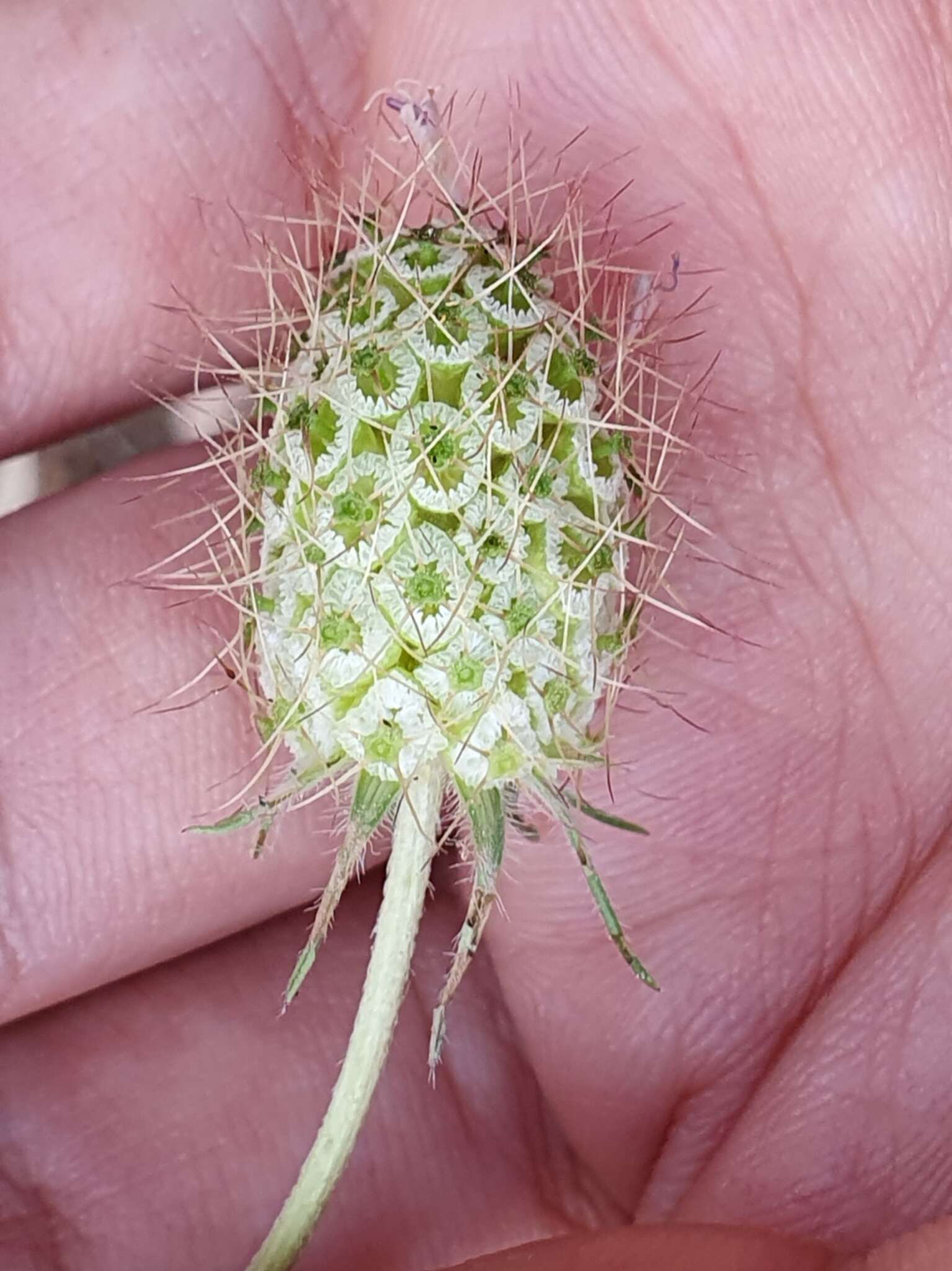 Image of Sixalix atropurpurea subsp. maritima (L.) Greuter & Burdet