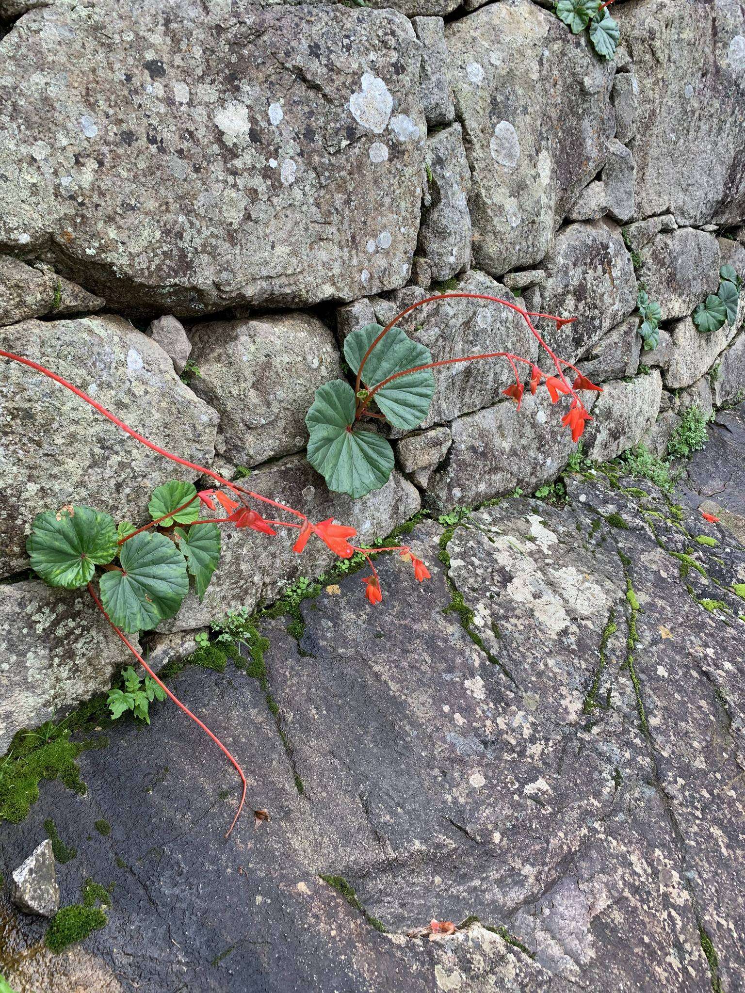 Слика од Begonia veitchii Hook. fil.