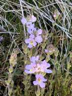 Sivun Euphrasia collina subsp. diversicolor W. R. Barker kuva