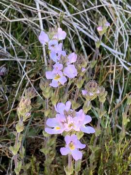 Sivun Euphrasia collina subsp. diversicolor W. R. Barker kuva