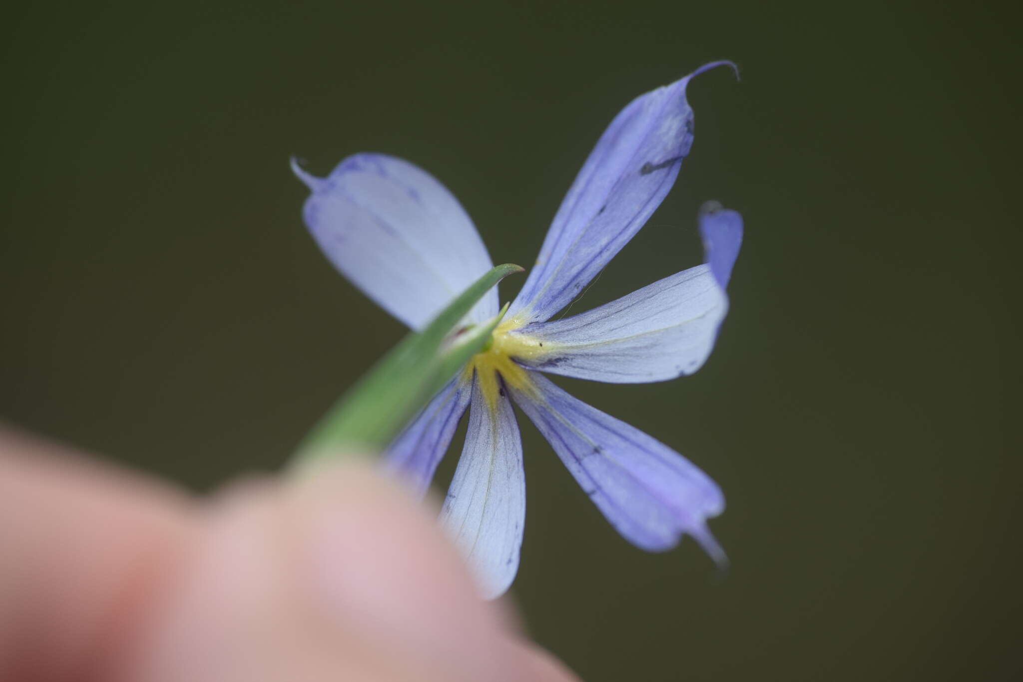 Image of Miami blue-eyed grass