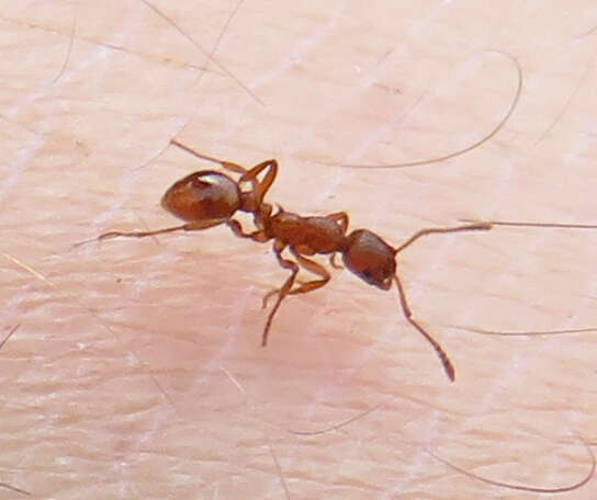 Image of European fire ant