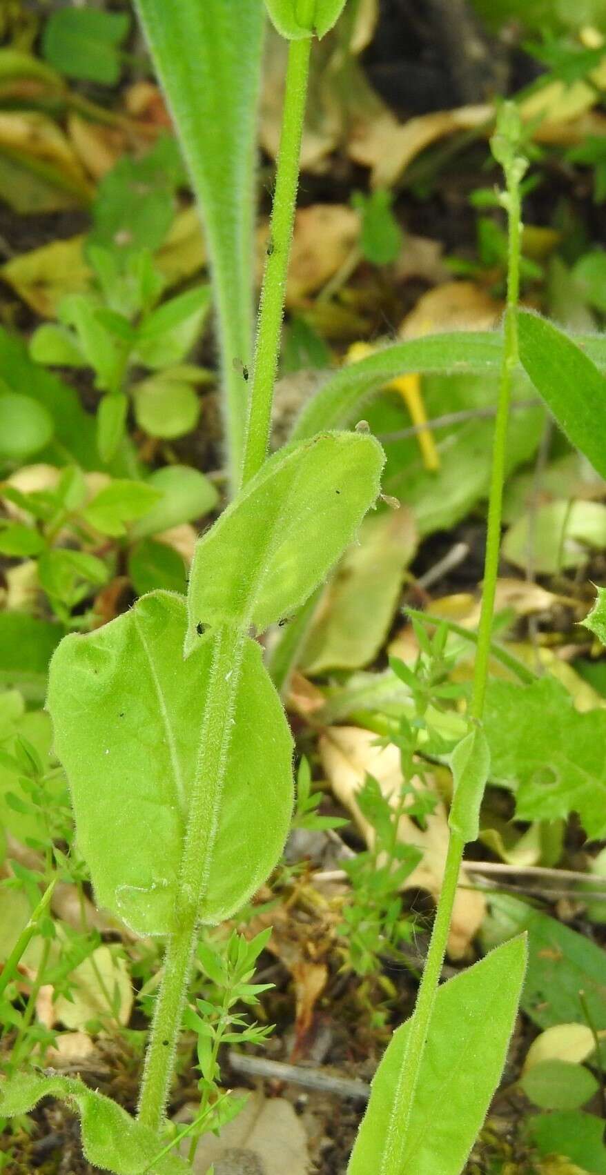 Image of Doronicum carpetanum Boiss. & Reut. ex Willk.