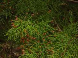 Image of Huon pine