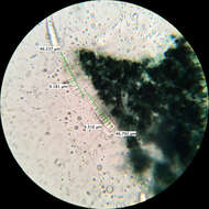 Image of Patellaria