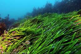 Image of Caulerpa filiformis