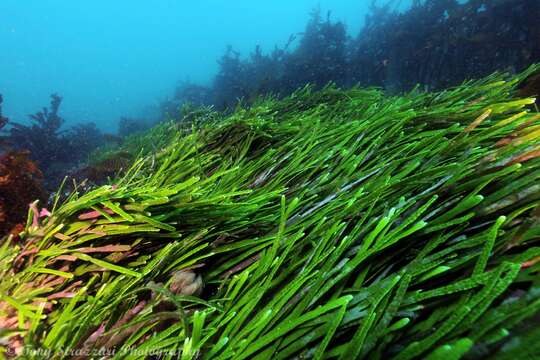 Image of Caulerpa filiformis